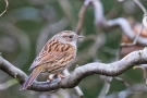 Heckenbraunelle (Prunella modularis)