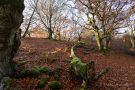 Totholz im Hutewald Halloh