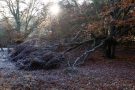 Morgenstimmung im Hutewald Halloh