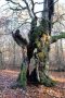 Alte Buche Im Hutewald Halloh
