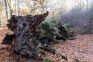 Totholz im Urwald Sababurg