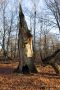 Totholz im Urwald Sababurg