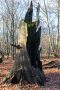 Totholz im Urwald Sababurg