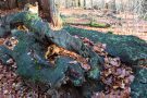 Totholz im Urwald Sababurg