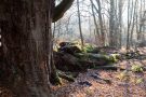 Totholz im Urwald Sababurg