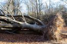 Umgesüerzte Buche Urwald Sababurg