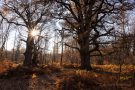 Sonne hinter der Rapp-Eiche im Urwald Sababurg