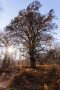 Sonne hinter der Rapp-Eiche im Urwald Sababurg