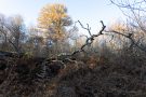 Totholz im Urwald Sababurg