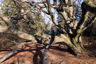 Buche im Urwald Sababurg