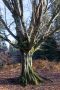 Buche im Urwald Sababurg