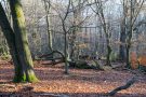 Totholz im Urwald Sababurg