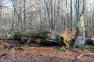 Totholz im Urwald Sababurg