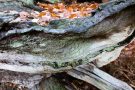 Totholz mit Flechte im Urwald Sababurg