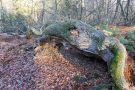 Pilze im Urwald Sababurg