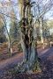 Buche im Urwald Sababurg