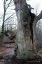 Zyklopeneiche Urwald Sababurg