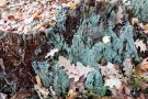 Totholz mit Flechte im Urwald Sababurg
