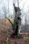 Toter Baum im Urwald Sababurg