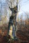 Toter Baum im Urwald Sababurg