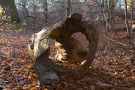 Totholz im Urwald Sababurg