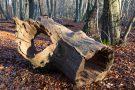 Totholz im Urwald Sababurg