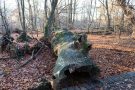 Totholz im Urwald Sababurg
