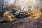 Umgestürzte Buche Urwald Sababurg