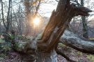 Totholz im Urwald Sababurg