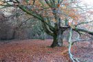 Alte Buche im Hutewald Halloh