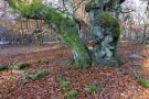 Alte Buche im Hutewald Halloh