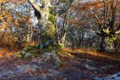 Alte Buche im Hutewald Halloh