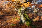 Alte Buche im Hutewald Halloh