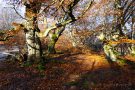 Alte Buche im Hutewald Halloh