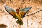 Bienenfresser im Anflug