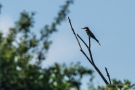 Bienenfresser (Merops apiaster) am Kapellenberg (Tuniberg bei Munzingen)