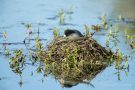 Blässhuhn-Nest (Fulica atra)