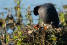 Fütterung der Blässhuhn-Küken (Fulica atra)