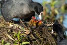 Fütterung der Blässhuhn-Küken (Fulica atra)