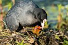 Fütterung der Blässhuhn-Küken (Fulica atra)