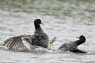 Prügelei unter Blässhühnern (Fulica atra)