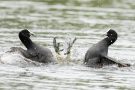 Prügelei unter Blässhühnern (Fulica atra)