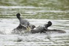 Prügelei unter Blässhühnern (Fulica atra)