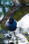 Blässhuhn (Fulica atra) auf der Nette