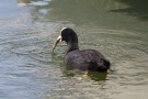 Blässhuhn (Fulica atra) mit Futterfisch