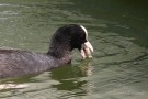 Blässhuhn (Fulica atra) mit Futterfisch