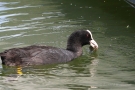 Blässhuhn (Fulica atra) mit Futterfisch