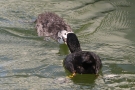 Blässhuhn (Fulica atra) füttert Küken