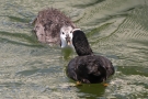 Blässhuhn (Fulica atra) füttert Küken