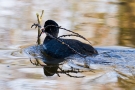 Blässhuhn (Fulica atra) beim Nestbau